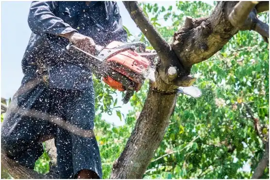 tree services Appomattox